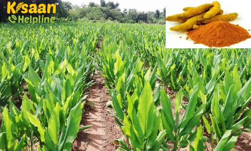 हल्दी की खेती बन सकती है किसानों के लिए फायदेमंद, जानिए बुवाई का तरीका और रोचक तथ्य